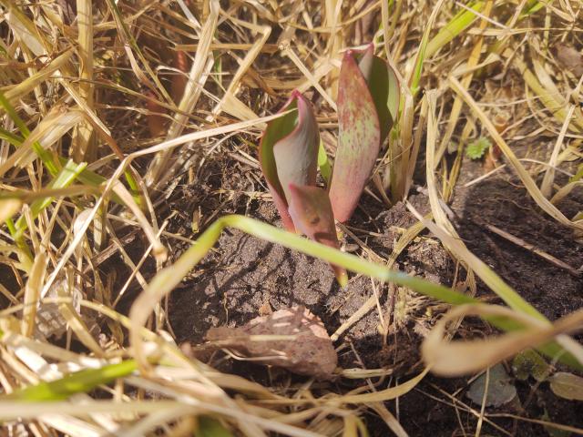 Tulips, Red-Emperor (FIRST Emerged)